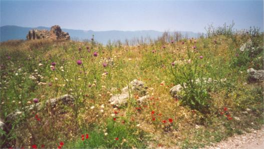 Beatiful weed between the ruins of Apamea
