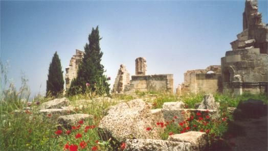 Beatiful weed between the ruins of Qala'at Samaan